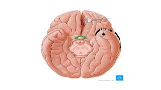 11CEREBRUM PART 1 [upl. by Ellenhoj507]