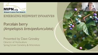 Porcelain berry Emerging Midwest Invasive [upl. by Bahr]