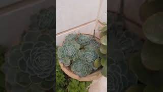 نبتة الايشيفيرياطريقةالعنايةوالإكثارنبات عصاريEcheveria how to grow echeveria [upl. by Bartolomeo52]