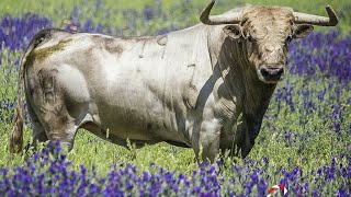 Toros de Lidia En Fotos Recuerdos para el Corazón [upl. by Kall941]