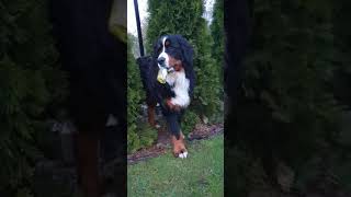 Bruno oddaj małpkę 🤣 dog doglover dogs bernese berneselovers bernesemountaindogs [upl. by Chappy]