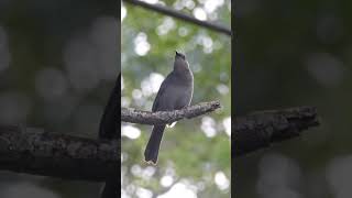 The Unique Mew of the Gray Catbird birdwatching [upl. by Asirb]