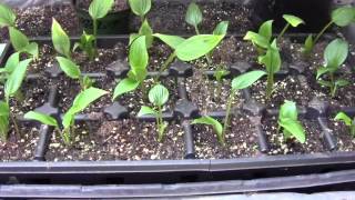 HOSTAS FROM SEED UPDATE [upl. by Harbot]