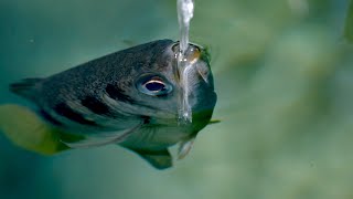 The Fish with Incredible Shooting Aim  Planet Earth III Behind the Scenes  BBC Earth [upl. by Kenay]