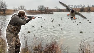 Farm Pond Ducks Gave It Up MIGRATORS [upl. by Toffic]