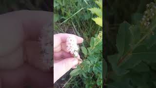 White Meadowsweet [upl. by Fredela]