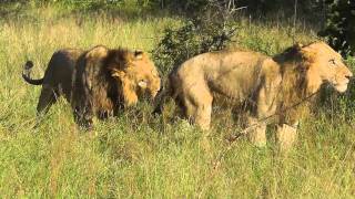 Lion Pride Ulusaba North [upl. by Aicirtal]