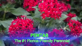 Pentas Florida Friendly Plant [upl. by Leaj129]