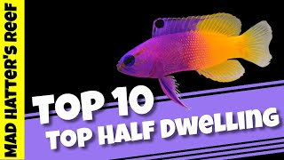 Top 10 Top Half Dwelling Saltwater Fish [upl. by Inihor]