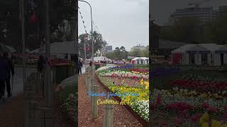 Floriade flower festival Canberra ACT followers music instrumental [upl. by Aelanej202]