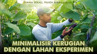 Pestisida pada sayur sangat berbahaya lho bila terkonsumsi  JELANG SIANG [upl. by Eitten]