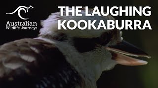 What Does A Laughing Kookaburra Sound Like  Australian Wildlife Journeys [upl. by Robbin]