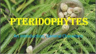 Pteridophytes  Vascular cryptogams An Introduction General Characters HPU BSc 1st Year [upl. by Eb]