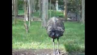 Emu at Blackbutt Reserve Newcastle Australia [upl. by Aniram492]