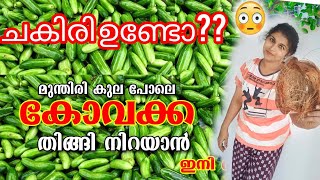 ചകിരി കത്തിക്കല്ലേ 😱വള്ളി നിറയെ കോവക്ക നിറയാൻ koval krishi kovakka parikkam koval krishi [upl. by Dola]