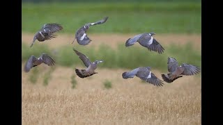 La vague bleue  Documentaire migration des palombes [upl. by Babb886]