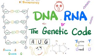 DNA RNA mRNA tRNA rRNA and the Genetic Code  Molecular Biology [upl. by Ratib]