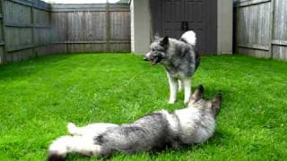 Toby amp Quinn Norwegian Elkhounds Playing After a Bath [upl. by Alli]