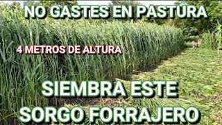 ¡¡EL FORRAJE MÁS BARATO QUE PUEDAS SEMBRAR 🌱🌾☘️ [upl. by Rosalyn]