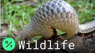 Pangolins Are Now Protected in China [upl. by Eus7]