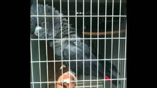 Breeding Pair of Redtail Black Cockatoo [upl. by Norrej]