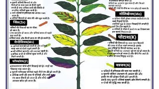 02कैसे पता लगाए  Nutrient deficiency बीमारियों की जड़ [upl. by Coke552]