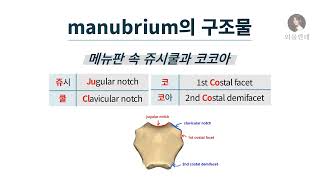 암기법 manubrium의 구조물 [upl. by Nonac878]