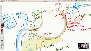 Famotidine H2 Receptor Antagonist [upl. by Leola]