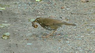 Song thrushes Isles of Scilly [upl. by Kevina]