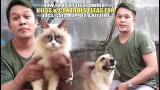 HOW TO APPLY FLEA POWDER KILLS amp CONTROLS FLEAS FOR DOGS CATS PUPPIES amp KITTENS [upl. by Noiraa610]