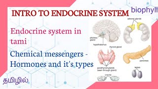 Endocrine System How Hormones Work [upl. by Eikcaj]