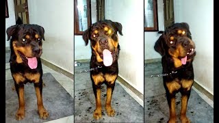 9 Months Old Rottweiler Barking  Scary and Funny  Bolt [upl. by Anirtac]