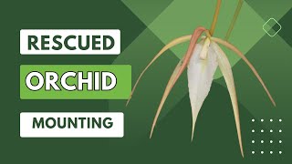 Mounting a rescued orchidBrassavolaNov 2023 [upl. by Rezal]