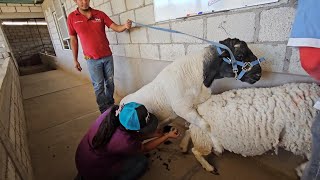 Producción de Borregos Dorper de Registro Biotecnologías Ensiminaciones Costos de Producción y Más [upl. by Ianahs]