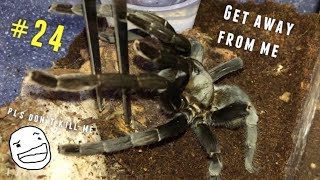 Tarantula Unboxing  AFTER 2 HOURS [upl. by Tnirb873]