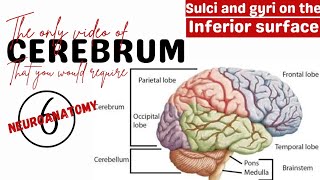 Sulci and gyri on the inferior surface of the cerebral hemisphere  Neuroanatomy  Anatomy mbbs [upl. by Ttcos]