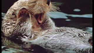 Otter attacks 96 year old man 911 call [upl. by Juliette]