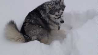 Alaskan Malamute Phoenix in the SNOW [upl. by Jezrdna]