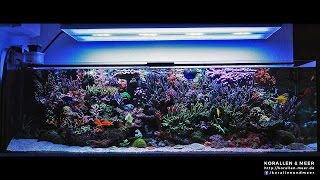 1000l Meerwasseraquarium  265gal Reef Tank [upl. by Ggerk]