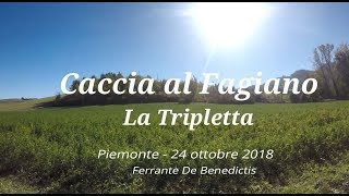 Caccia al fagiano in Piemonte con setter inglese “La triplettaquot [upl. by Cybill]