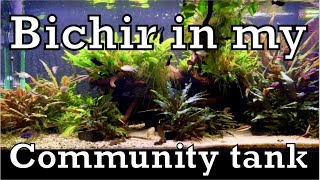 Bichir in my community tank [upl. by Damle]