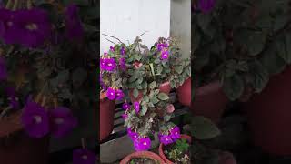 Achimenes longiflorafloweringplantyoutubeviral [upl. by Zoilla]