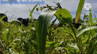 Adlay Grain Farm 🌾 in Nasugbu Batangas Philippines 🇵🇭 Booktheholidaylph [upl. by Nnahgem]