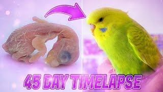 BUDGIE GROWTH STAGES  First 44 Days of Babies Timelapse [upl. by Jilly582]