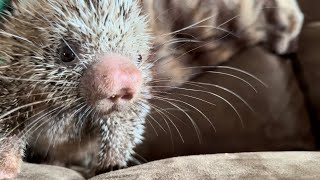 Prehensile tailed porcupine [upl. by Nevins762]