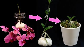 Orchids Propagation Grow Many Baby Orchids On Flower Stalk How It’s Done [upl. by Athalla]