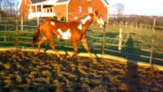 Chestnut Overo Paint Filly [upl. by Thorin]