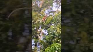 Proboscis monkey’s giant jump female  Nasalis larvatus  Mammal watching Borneo 🇲🇾 [upl. by Rahm44]