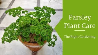 Parsley Plant Care Hindi  How To Grow amp Care Parsley Plant in Pots  Parsley Herb [upl. by Sherline]