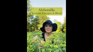 Alchemilla Ladys Mantle Medicine from the Ivywood Garden [upl. by Gnihc]